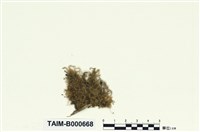 藏品(棉苔)的圖片